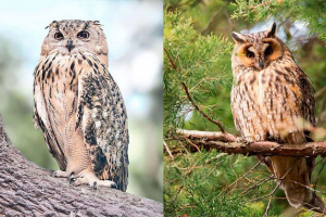 Як відрізнити філіну з сови? Як відрізнити філіну з сови?